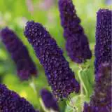 Buddleja Davidii Black Knight14 - Garden Express Australia